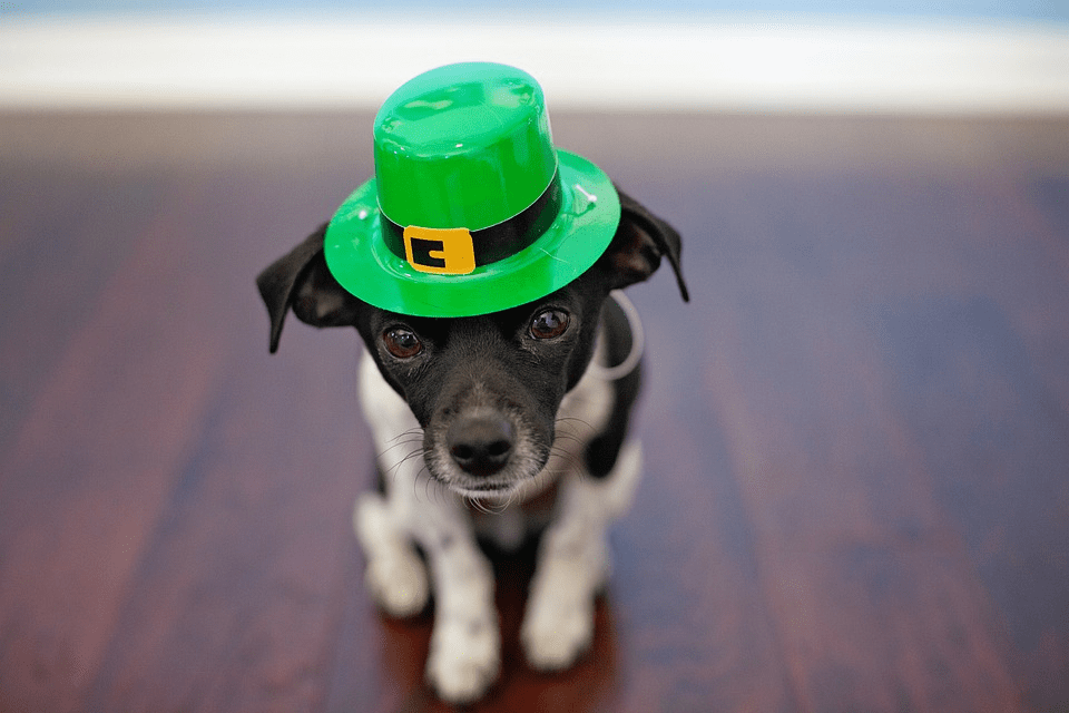 St Patricks Day Marketing Dog